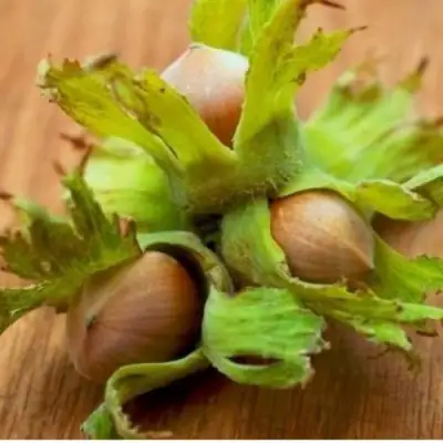 Фундук ГИГАНТ ТАМБОВСКИЙ в Гродно