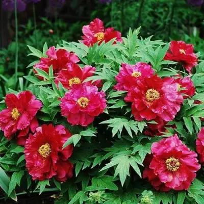 Пион КРАСНЫЙ ЛОТОС древовидный в Гродно