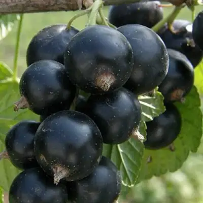 Смородина черная КЛУССОНОВСКАЯ в Гродно