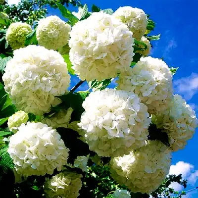 Калина БУЛЬДЕНЕЖ в Гродно