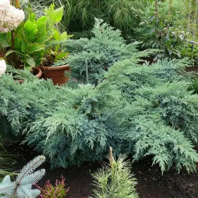 Можжевельник БЛЮ ШВЕД (СВИД) чешуйчатый в Гродно