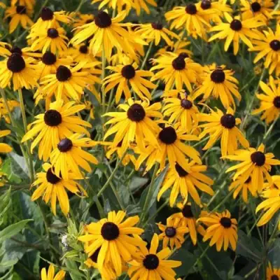 Рудбекия блестящая в Гродно