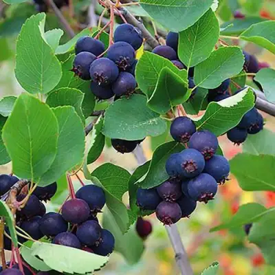 Ирга THIESSEN в Гродно