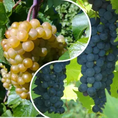 Комплект ИНЬ-ЯНЬ в Гродно