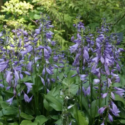 Хоста ГАРРИ ВАН ТРИЕР в Гродно