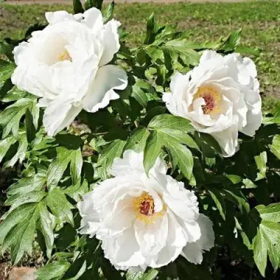 Пион ЛЕТНИЙ ДВОРЕЦ древовидный в Гродно