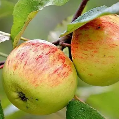 Яблоня РАНЕТКА (КОРОБОВКА) в Гродно