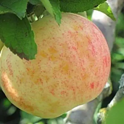 Яблоня ЛЕТНЕЕ СЛАДКОЕ в Гродно