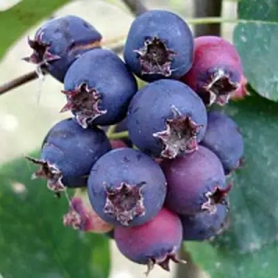 Ирга SLEYT в Гродно