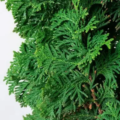 Туя СПИРАЛИС западная в Гродно