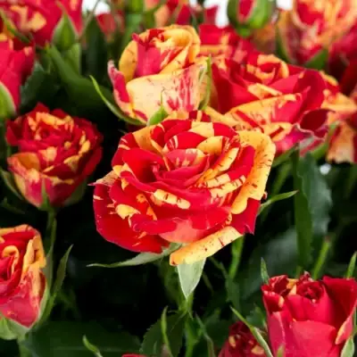 Роза ФАЙЕР ФЛЕШ спрей в Гродно