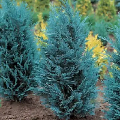 Кипарисовик ВАН ПЕЛЬТС БЛЮ лавсона в Гродно