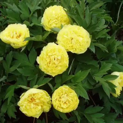 Пион ЗОЛОТАЯ КОРОНА древовидный в Гродно