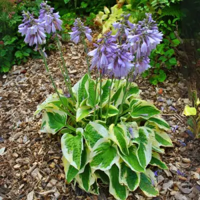 Хоста АУРЕОМАРГИНАТА в Гродно