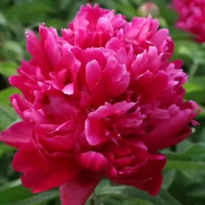 Пион ПЕСНЬ ВЕТРА травянистый в Гродно