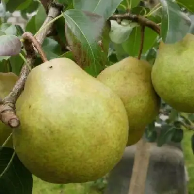Груша ПЛАТОНОВСКАЯ в Гродно