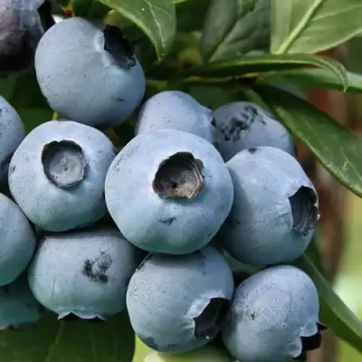 Голубика НЕЛЬСОН в Гродно
