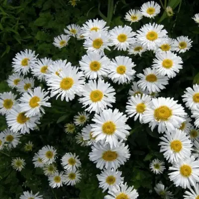 Астра АЛЬБУС альпийская в Гродно