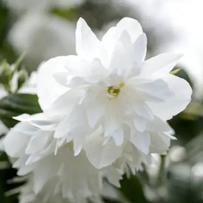 Жасмин МИНЕСОТА СНОУФЛЕЙК в Гродно