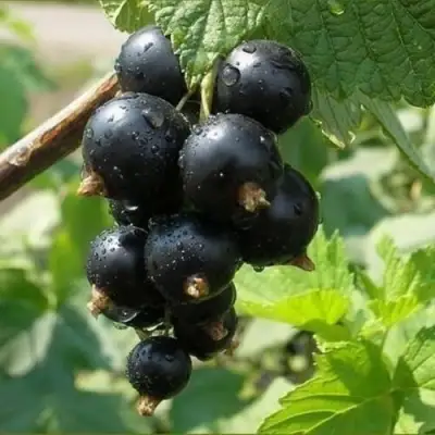 Смородина черная ПИГМЕЙ в Гродно