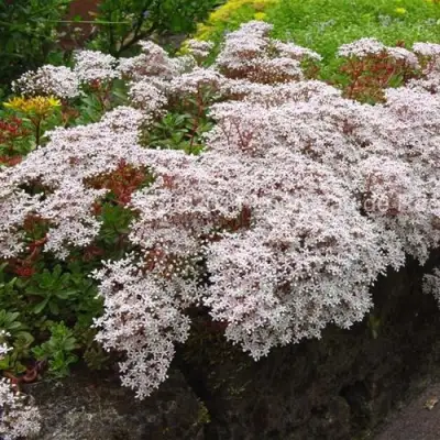Очиток (седум) МУРАЛЕ белый в Гродно