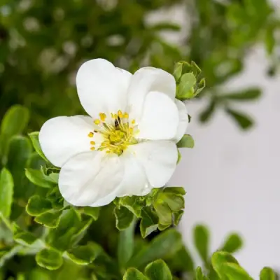 Лапчатка СНОУБЕРД кустарниковая в Гродно