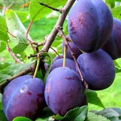 Слива ВЕНГЕРКА БЕЛОРУССКАЯ в Гродно