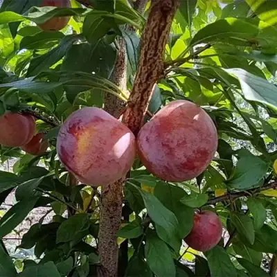 Плуот ГЕО ПРАЙД в Гродно