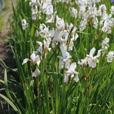 Ирис АЛЬБА сибирский в Гродно