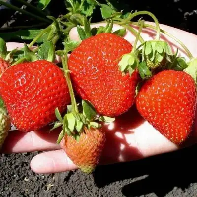 Клубника САН АНДРЕАС ремонтантная в Гродно