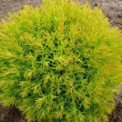 Туя АННИЕК западная в Гродно