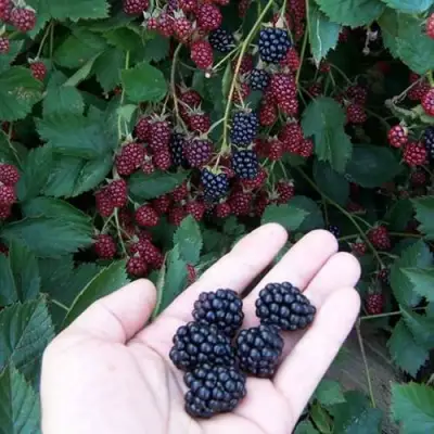 Ежевика ОРКАН бесшипная  в Гродно