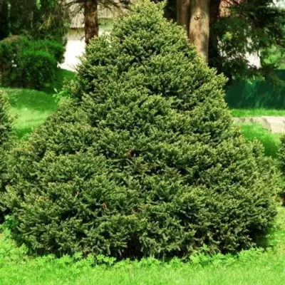 Ель ОЛЕНДОРФИ обыкновенная в Гродно