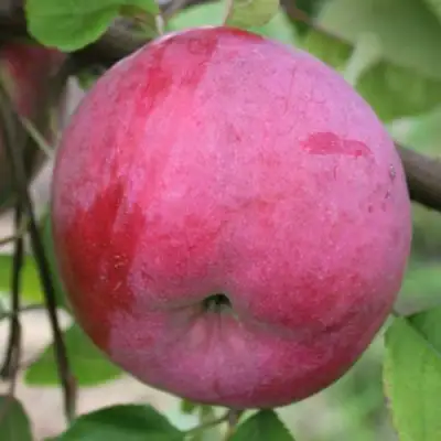 Яблоня БРЯНСКОЕ РОЗОВОЕ в Гродно