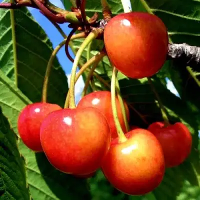 Черешня ФАТЕЖ в Гродно