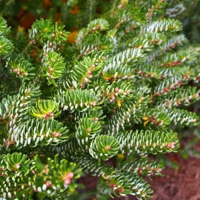 Пихта белая в Гродно