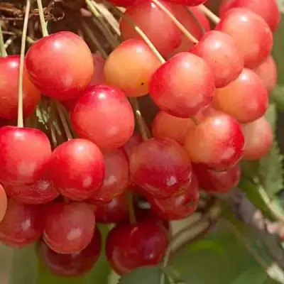 Черешня ЮЛИЯ в Гродно