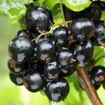 Смородина черная БЫЛИННАЯ (ВЕРНОСТЬ) в Гродно