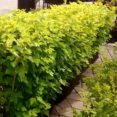 Комплект АНГЕЛ ГОЛД в Гродно