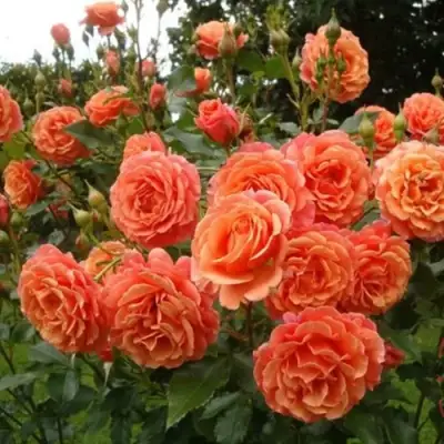 Роза БЕЛЬВЕДЕР шраб в Гродно