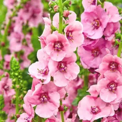 Коровяк ПИНК ДОМИНО гибридный (вербаскум) в Гродно