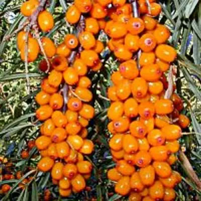 Облепиха СУДАРУШКА в Гродно