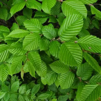 Граб  в Гродно