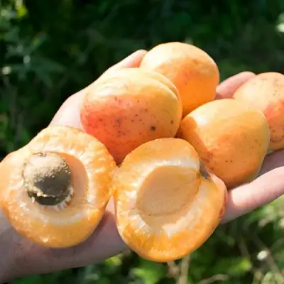 Абрикос ХАРГРАНД в Гродно