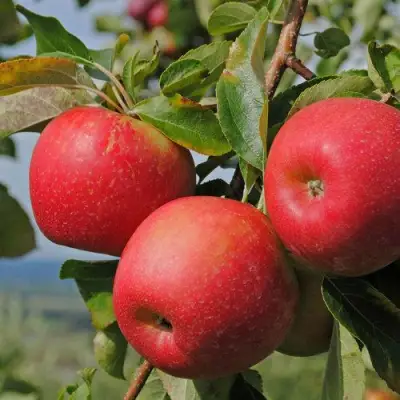 Яблоня ГАЛА МАСТ в Гродно