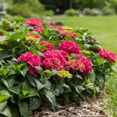 Гортензия ЭНДЛЕСС САММЕР ЛАВ крупнолистная в Гродно