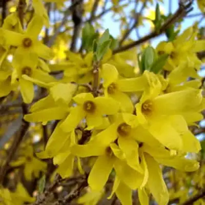 Форзиция ФОРЧУНА в Гродно