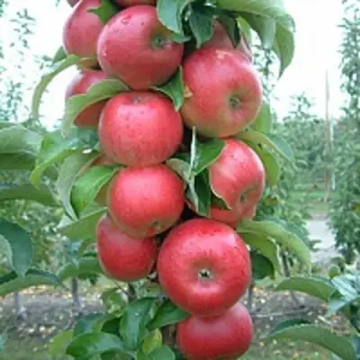 Яблоня АНТЕЙ КИЕВСКИЙ колонновидная в Гродно