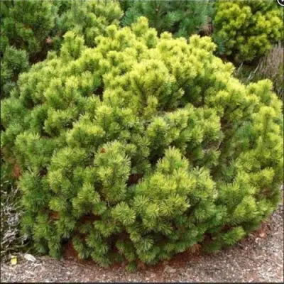 Ель ДАНС ДВАРФ обыкновення в Гродно