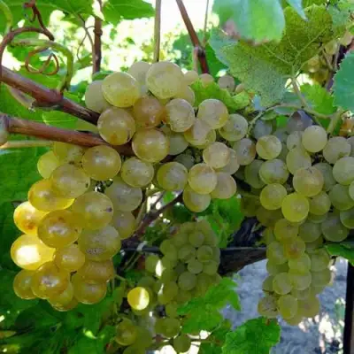 Виноград КРИСТАЛЛ в Гродно